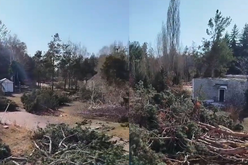 В пансионате "Солнечный берег" вырубили деревья. Что показала проверка Минприроды (видео)