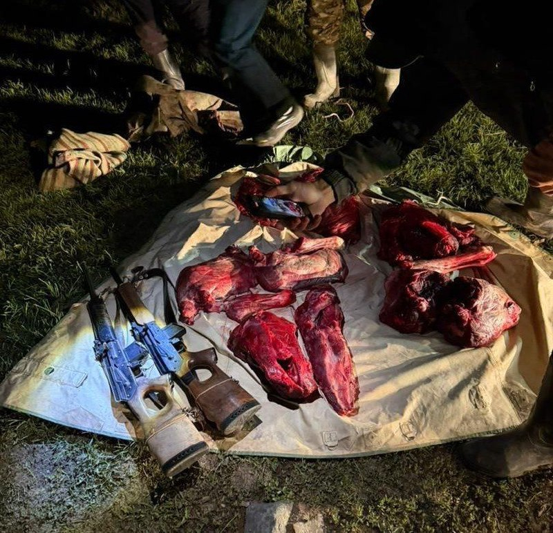 В Нарынском районе браконьеры убили и разделали козерога