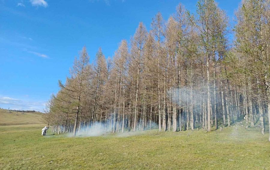 Увс аймгийн гурван сумын 12,000 орчим га талбайд ойн хөнөөлт шавжтай тэмцэх ажлыг хийж гүйцэтгэжээ