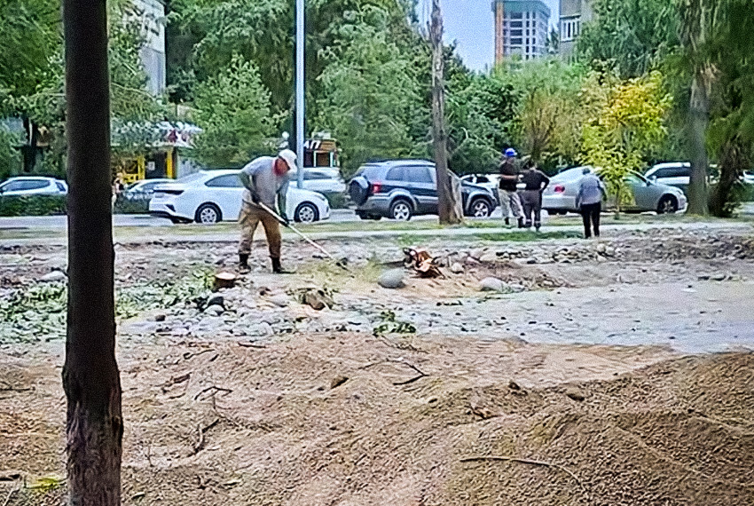 В Бишкеке выявили незаконную вырубку деревьев на улице Жукеева-Пудовкина