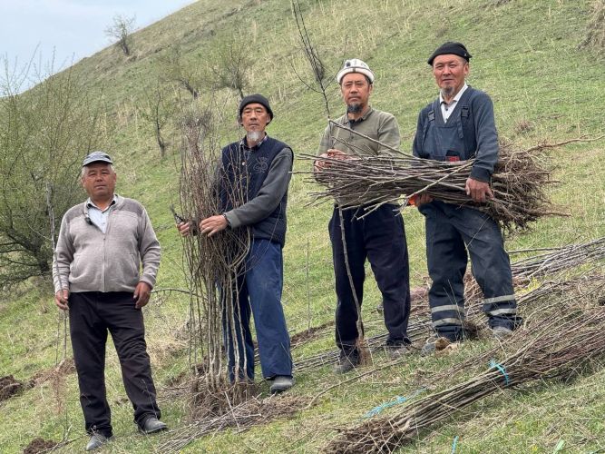 Борьба с изменением климата: ФАО высадила более 400 тысяч деревьев в Кыргызстане