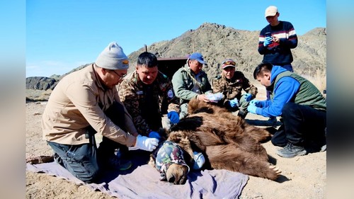 Мазаалайд хиймэл дагуулын хүзүүвч зүүлэх ажиллагааг хамгаалах санаачилгын хүрээнд хийв
