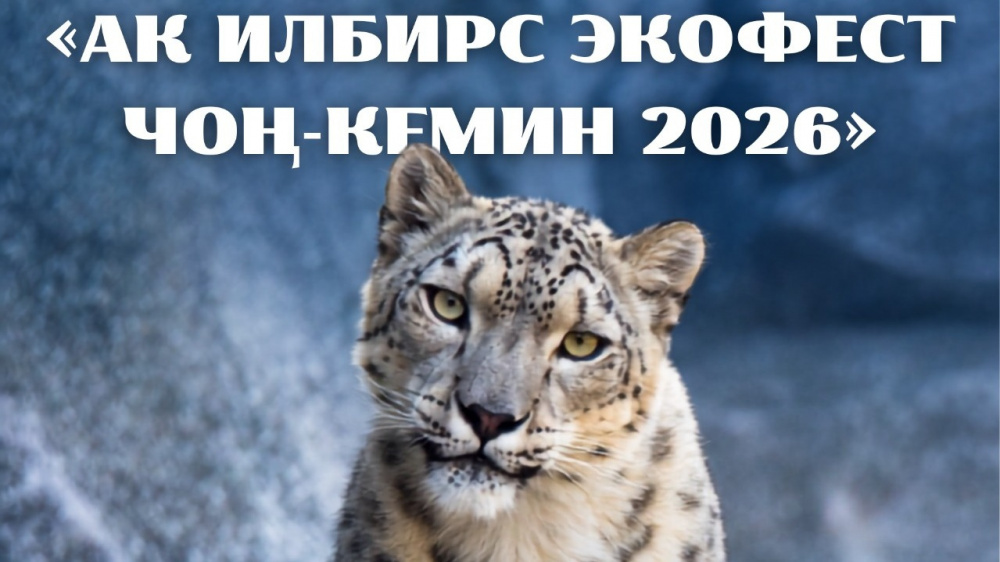 Снежному барсу посвятят экофестиваль в Чон-Кеминской долине. Обещают насыщенную программу