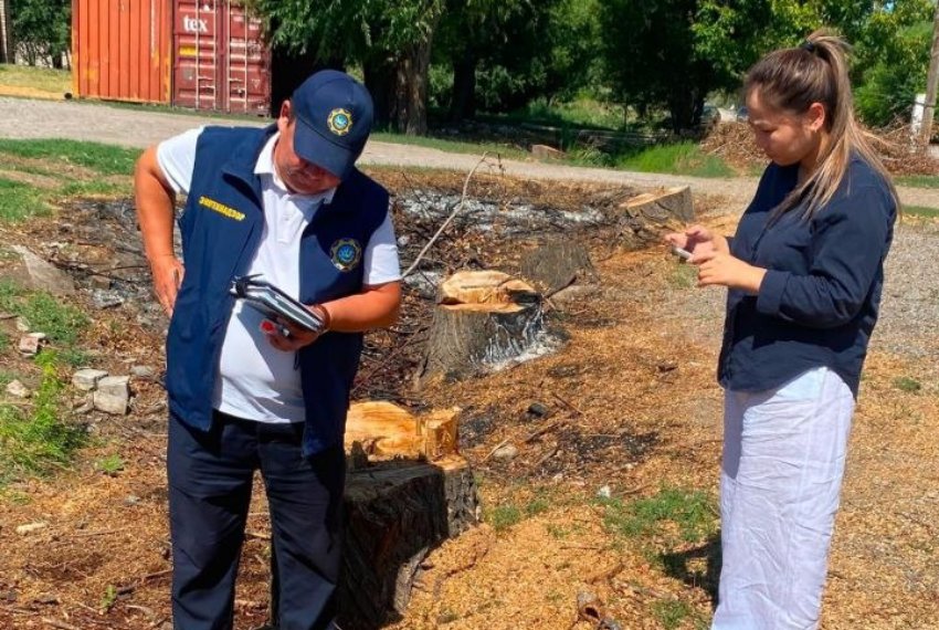Житель Ивановки выплатил более 95 тысяч сомов за незаконную вырубку деревьев