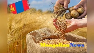 Монголия полностью обеспечит себя пшеницей и картофелем в 2026 году
